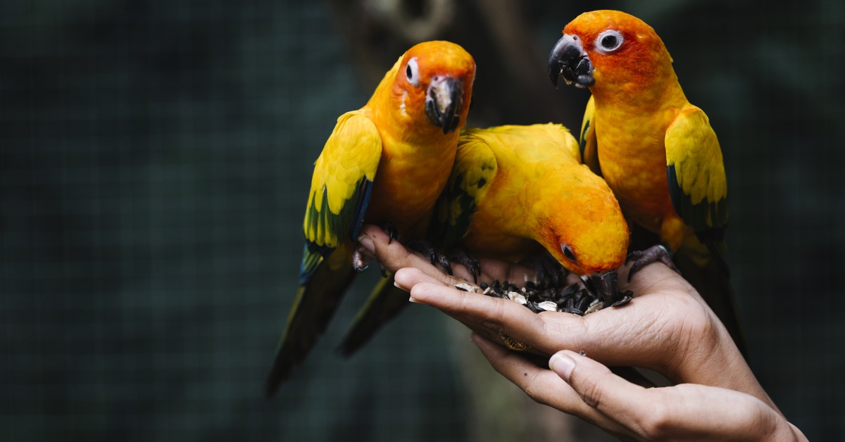 How to Bathe a Pet Bird